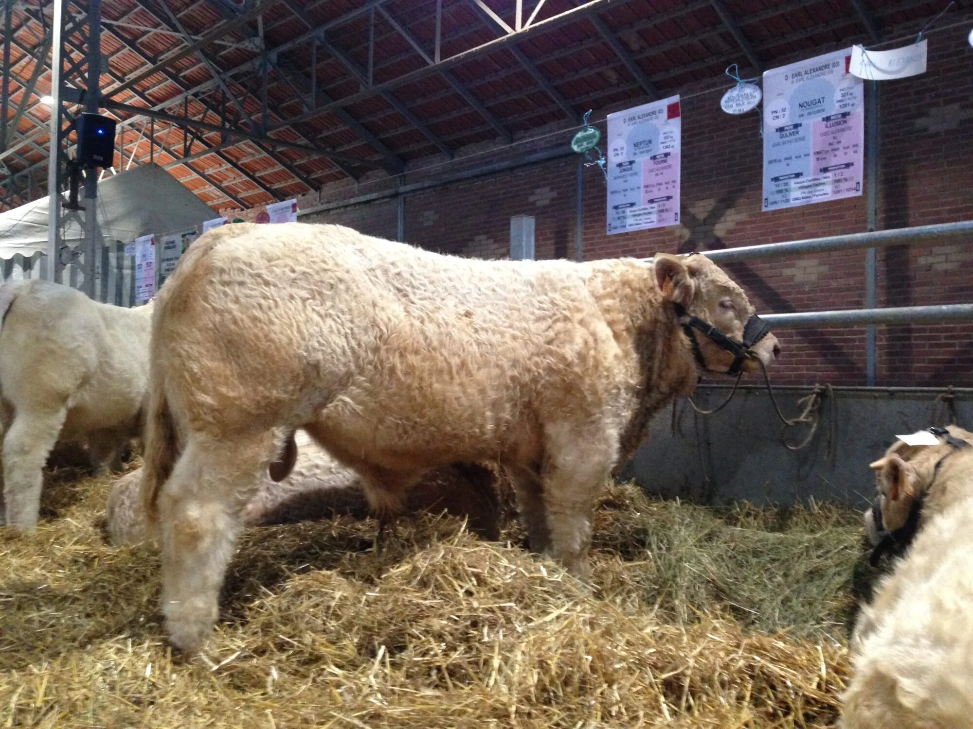 Nougat né à l'Earl Alexandre: 1er prix au concours de Montmarault 2017. Il était sélectionné et vendu lors de la vente sous pli cacheté le 11 octobre à Montmarault.