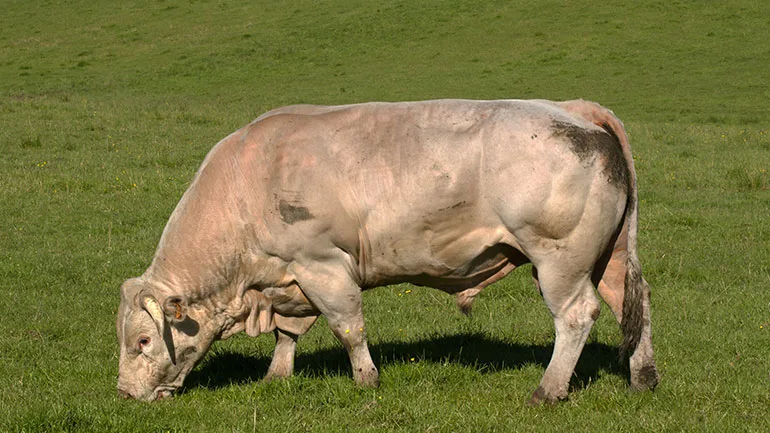 Glaneur
