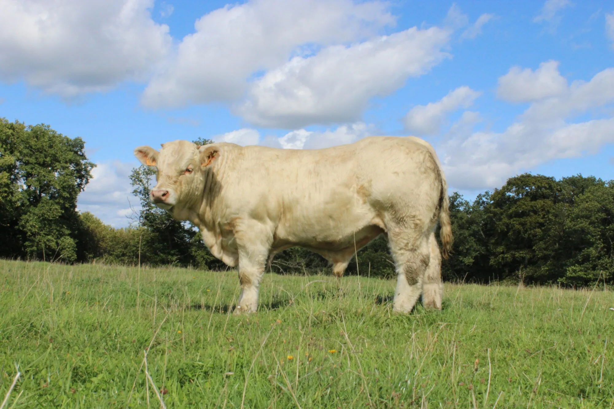 Norton: vente Montmarault 2017