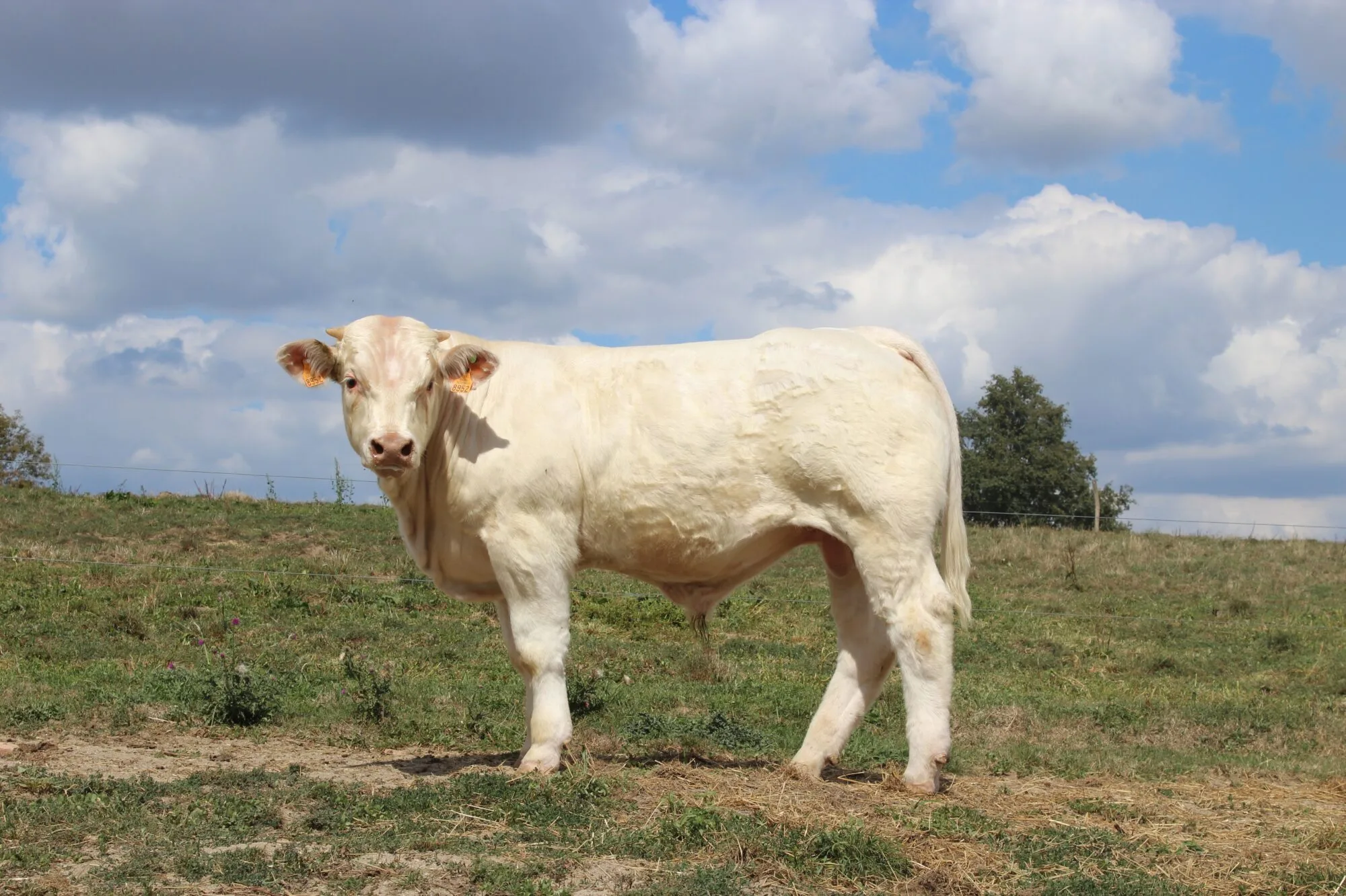 Obelix: vente Montmarault 2018