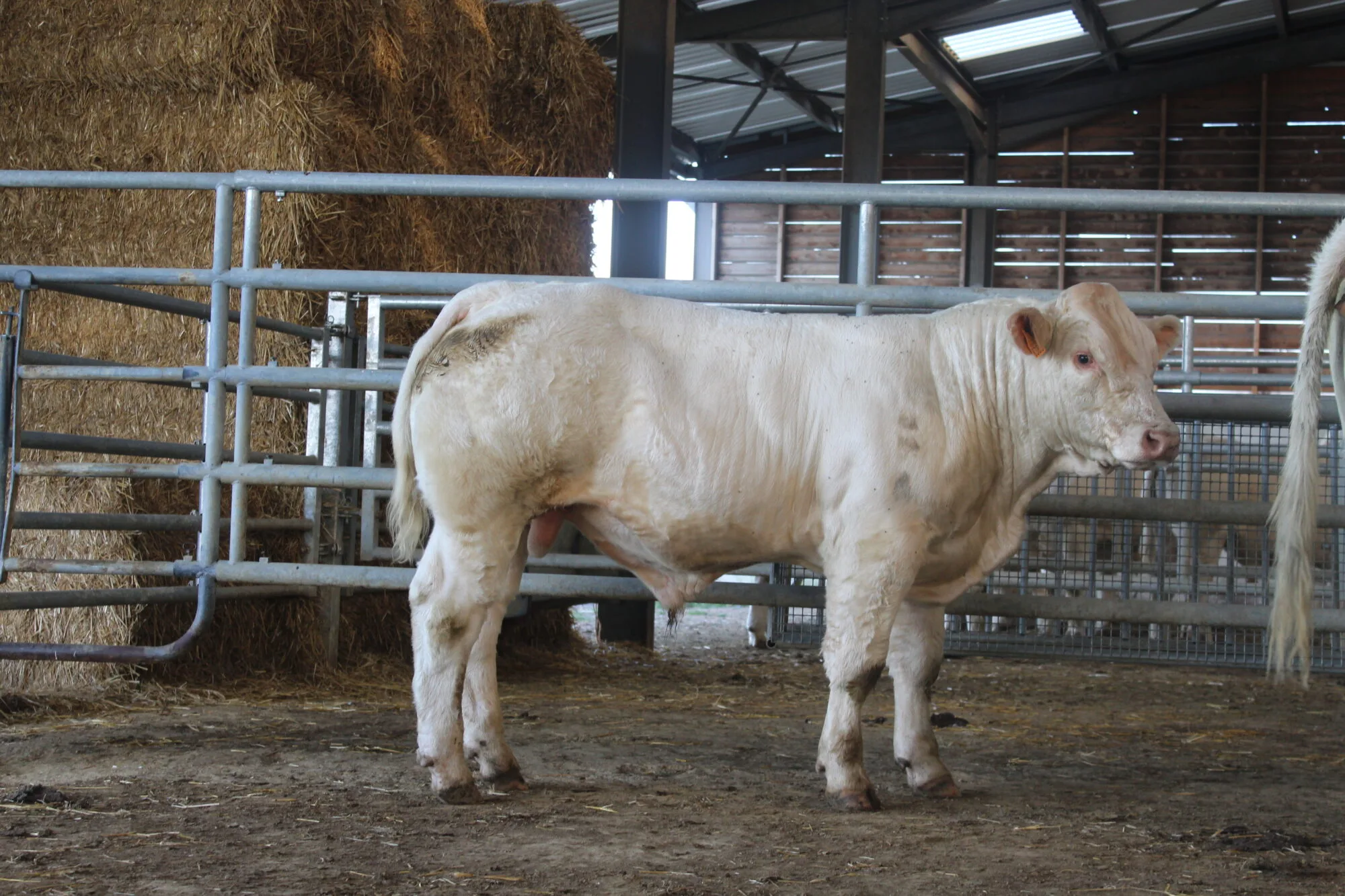 Ocelot: vente Montmarault 2018