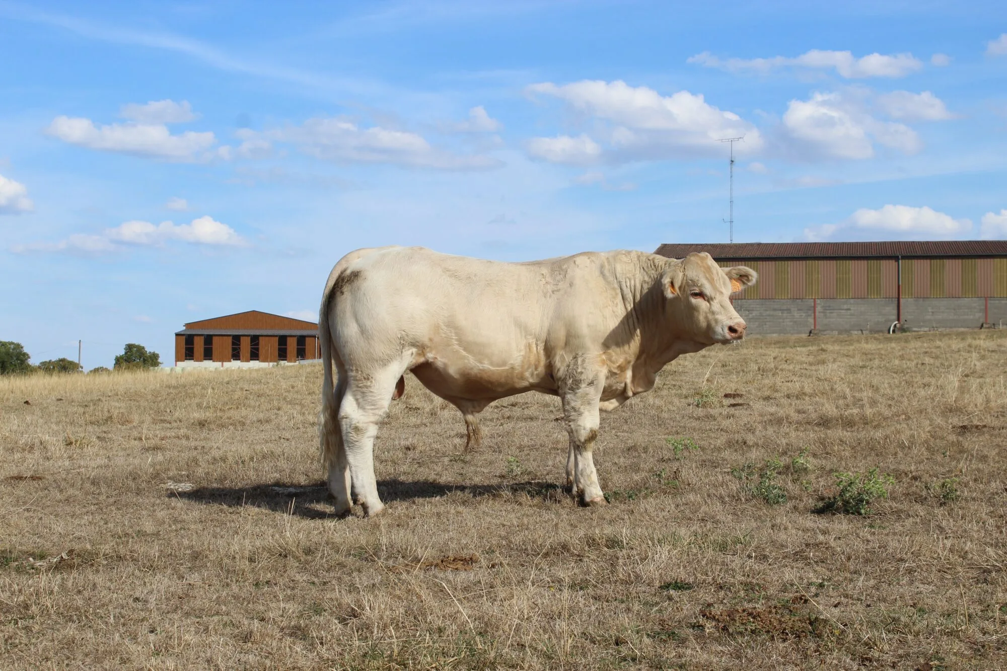 Ormeau SC: vente de Montmarault 2018
