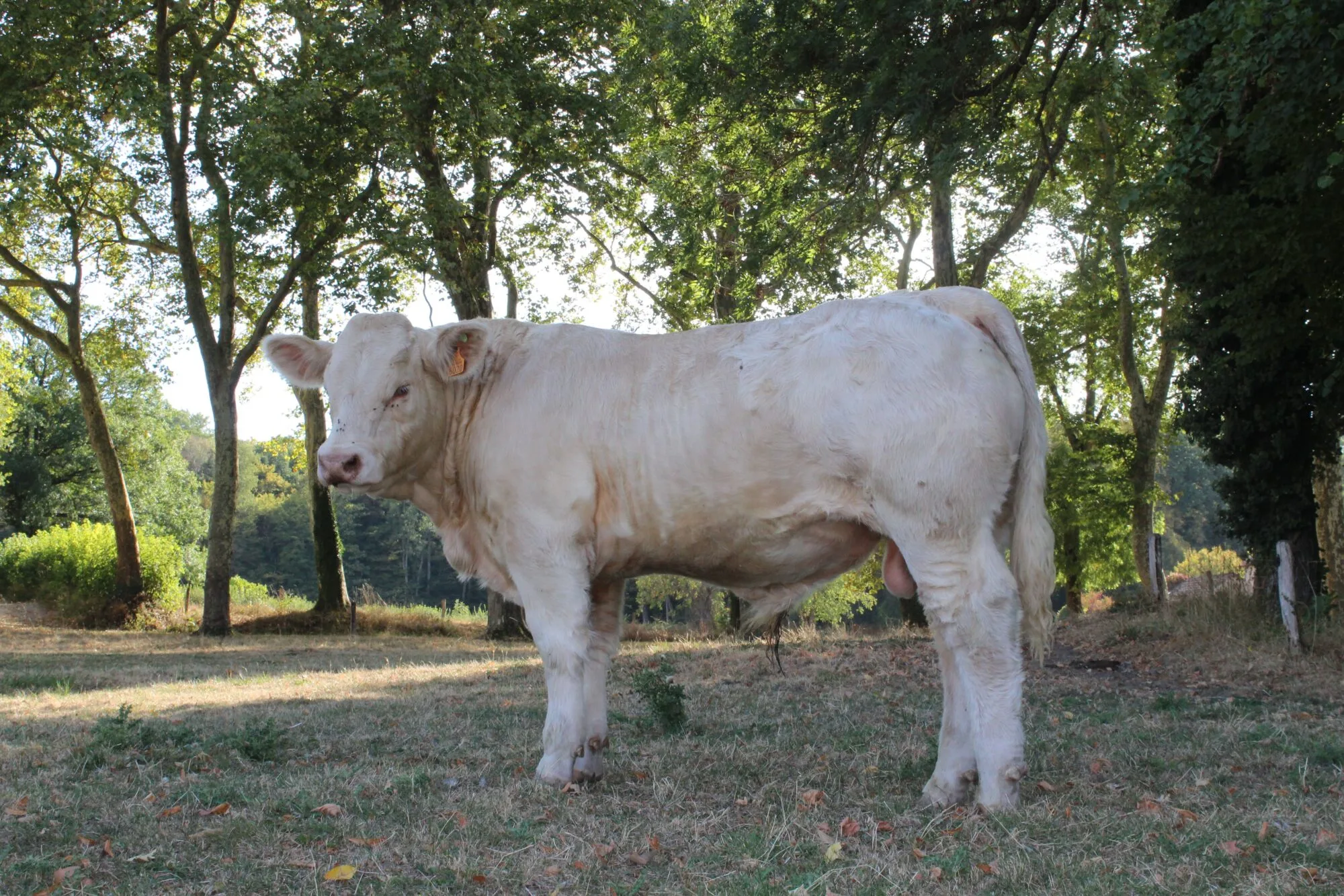Oregon: vente de Montmarault 2018