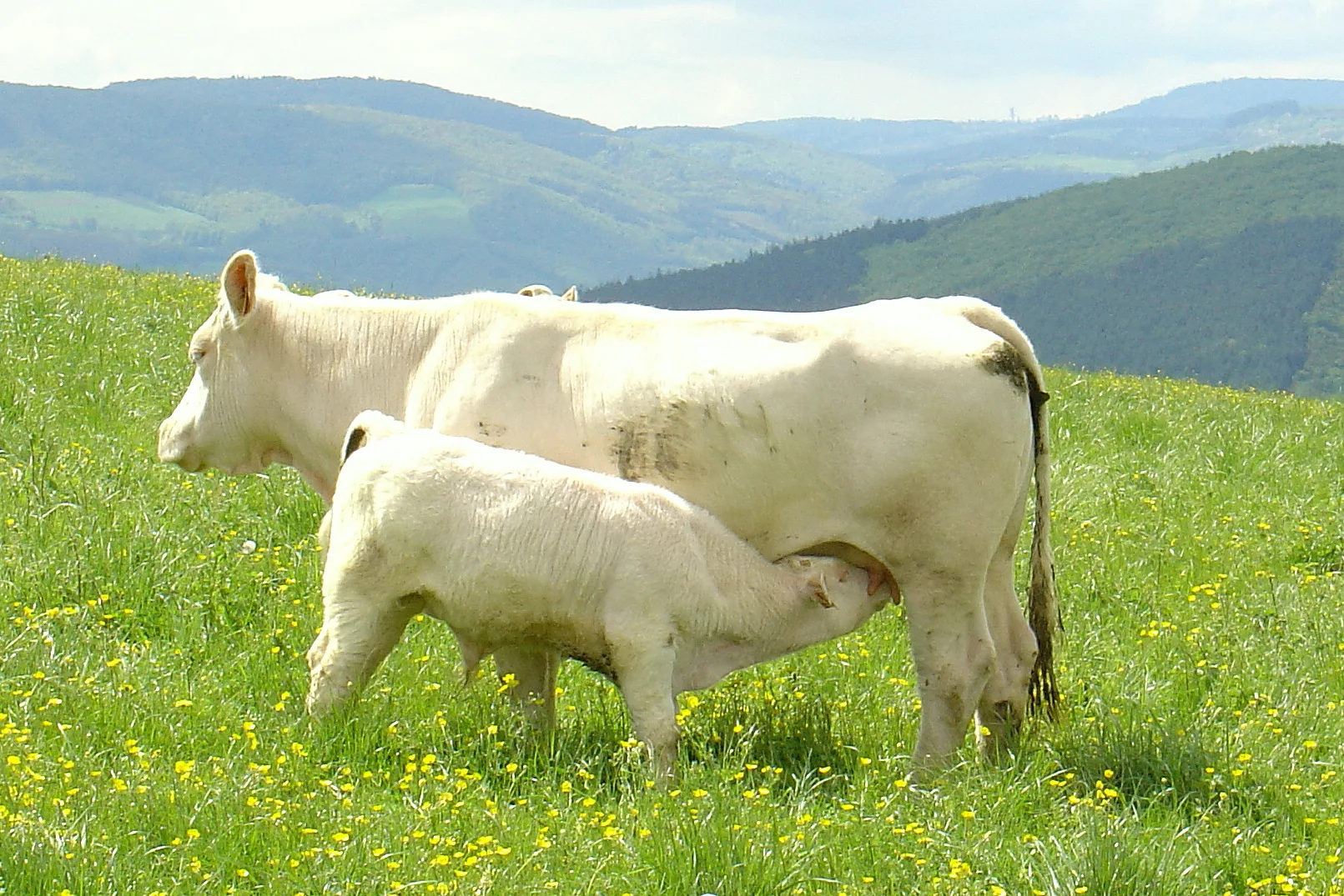 vache_charolaise_et_son_veau
